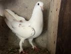 pigeons