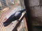 Pigeons