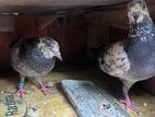 pigeons