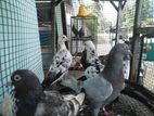 pigeons