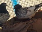 Pigeons with Cage