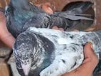 Pigeon