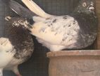 Pigeons