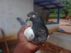 Pigeons
