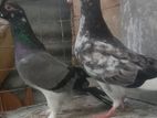 Pigeons