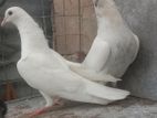 Pigeons