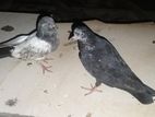 Pigeons