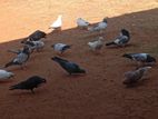 Pigeons