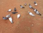 Pigeons
