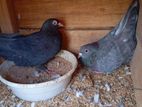Pigeons