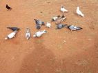Pigeons