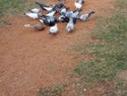 Pigeons
