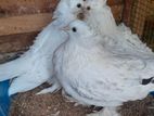 Pigeons