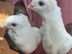 Pigeons