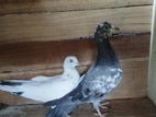 Pigeons