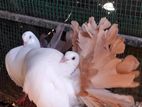 Pigeons