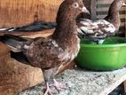 Pigeons
