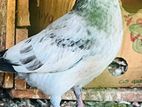 Pigeons