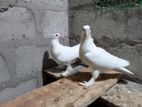 Pigeons