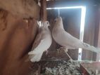 Pigeons