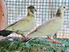Pigeons ( Pigeon )