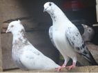 Pigeons පරවියන්