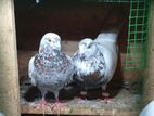 Pigeons