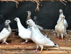 Pigeons