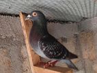 Pigeons