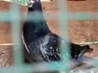 Pigeons