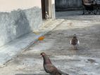 Pigeons