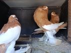 Pigeons