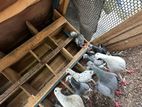 Pigeons with Cage