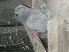 Pigeons