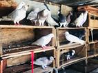 Pigeon