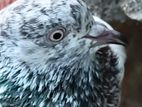 Pigeon