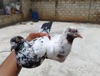 Pigeons