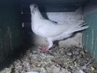 Pigeons
