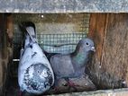 Pigeon