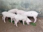 Piglets ඌරු පැටව්