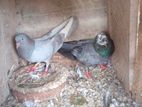 Pigeons