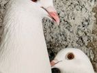Pigoen