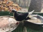 Pigoens