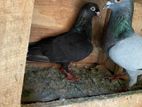 pigoen