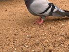 Pigon