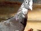Pigeon