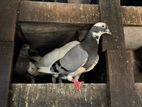 Pigeons