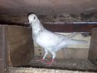 Pigeons