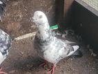 Pigeon