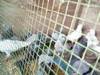 Pigeon